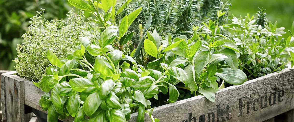 A basket with herbs