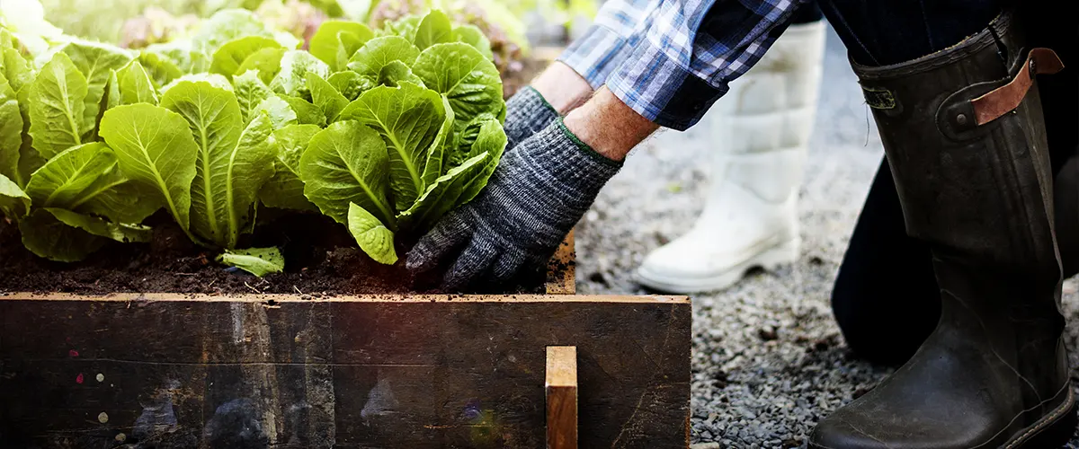 Homeowner growing vegetables