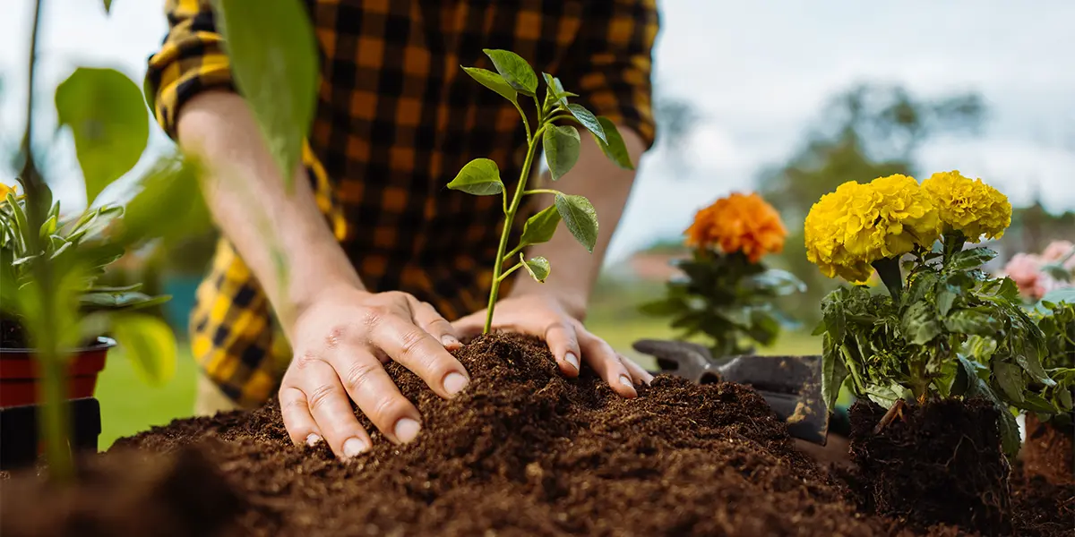 Closeup of the hands of a man planting flowers