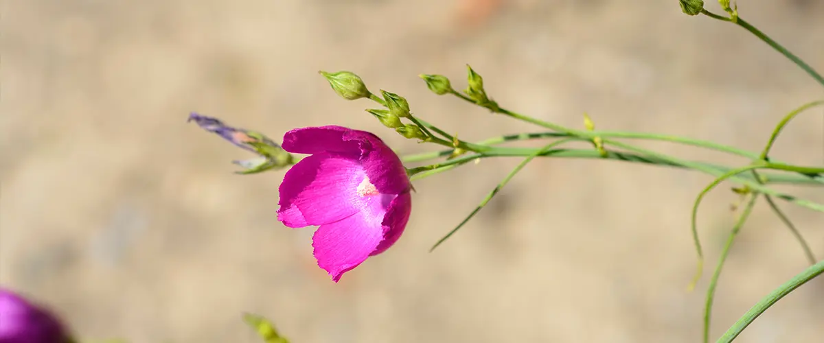 A Poppy Plant In Colorado