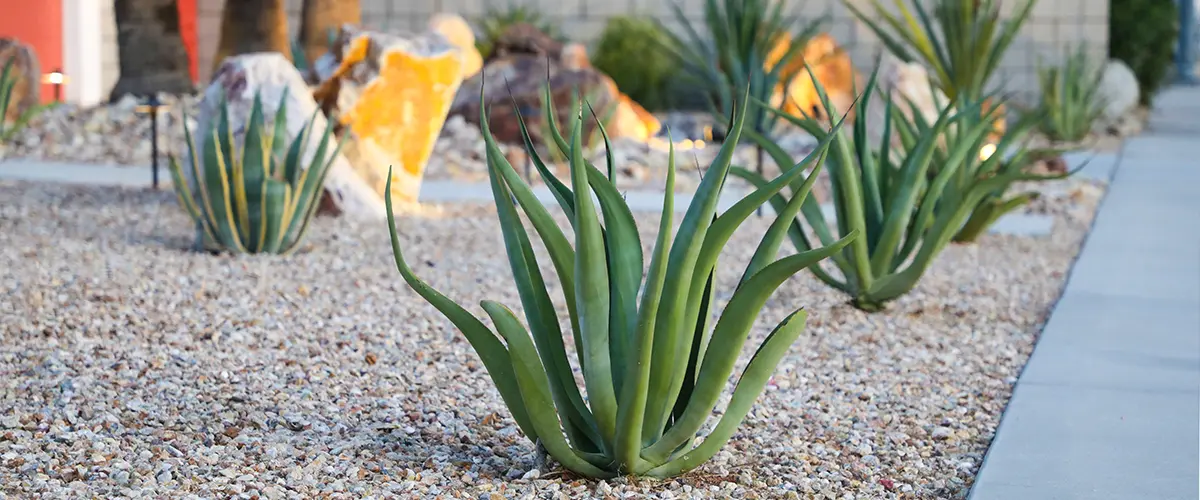 cacti-plants-in-small-pebbles-part-of-xeriscaping