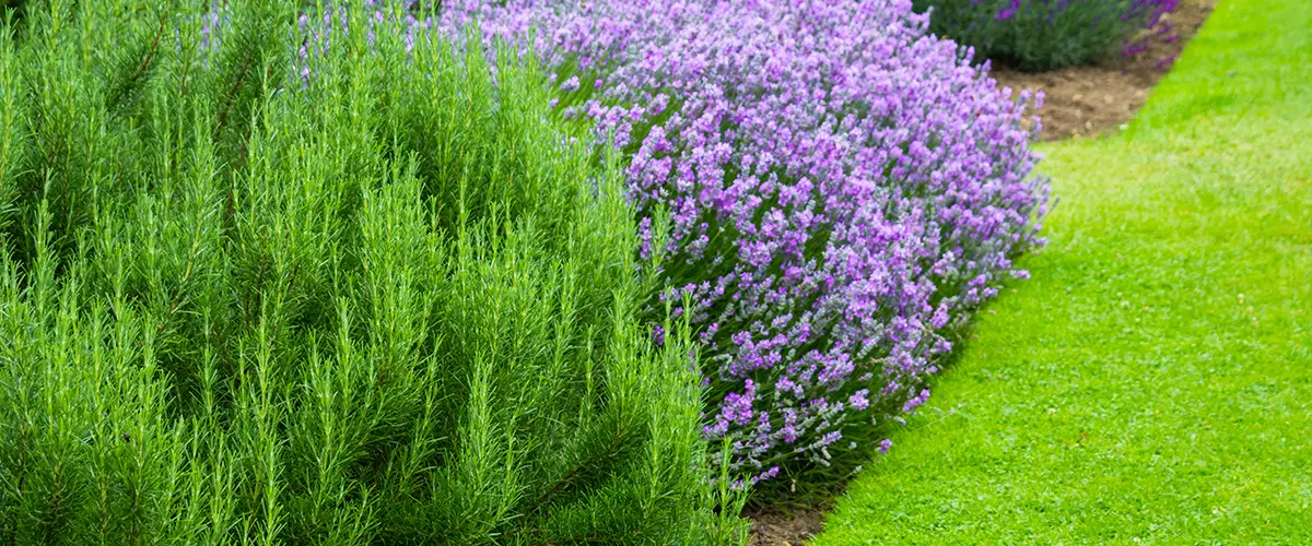 large bushes with purple flowers on lawn