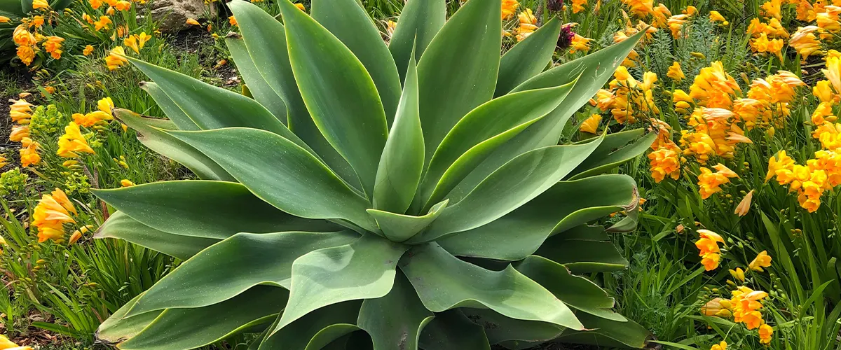 large succulent between flowers