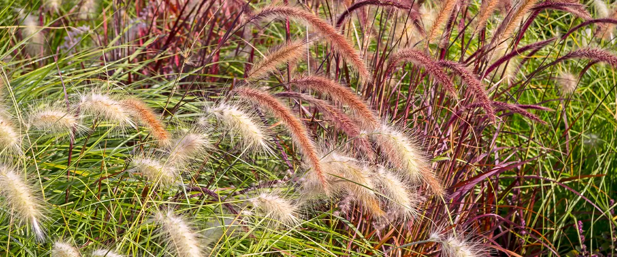 ornamental grasses