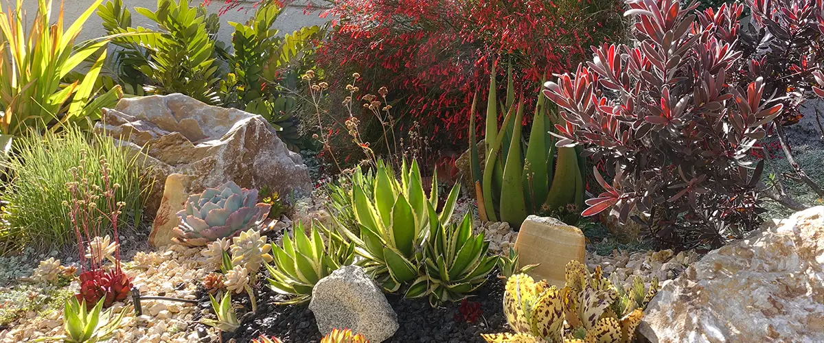 plants-for-xeriscaping