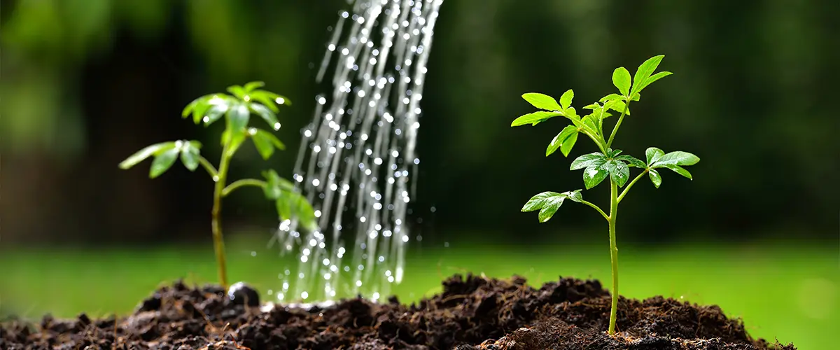 small plant being watered