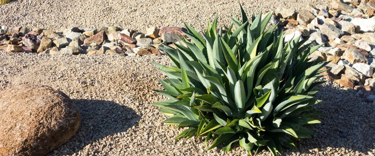 succulent in dry weather