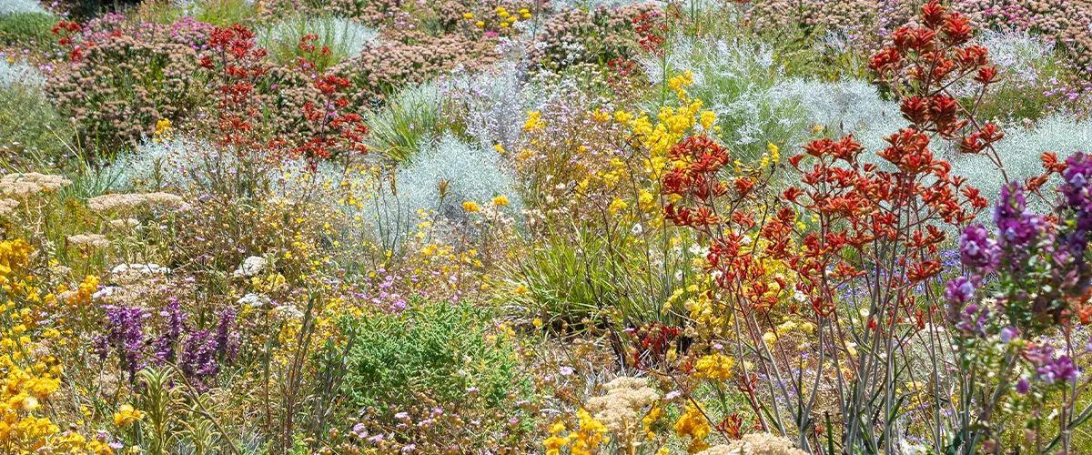 wildflowers in field