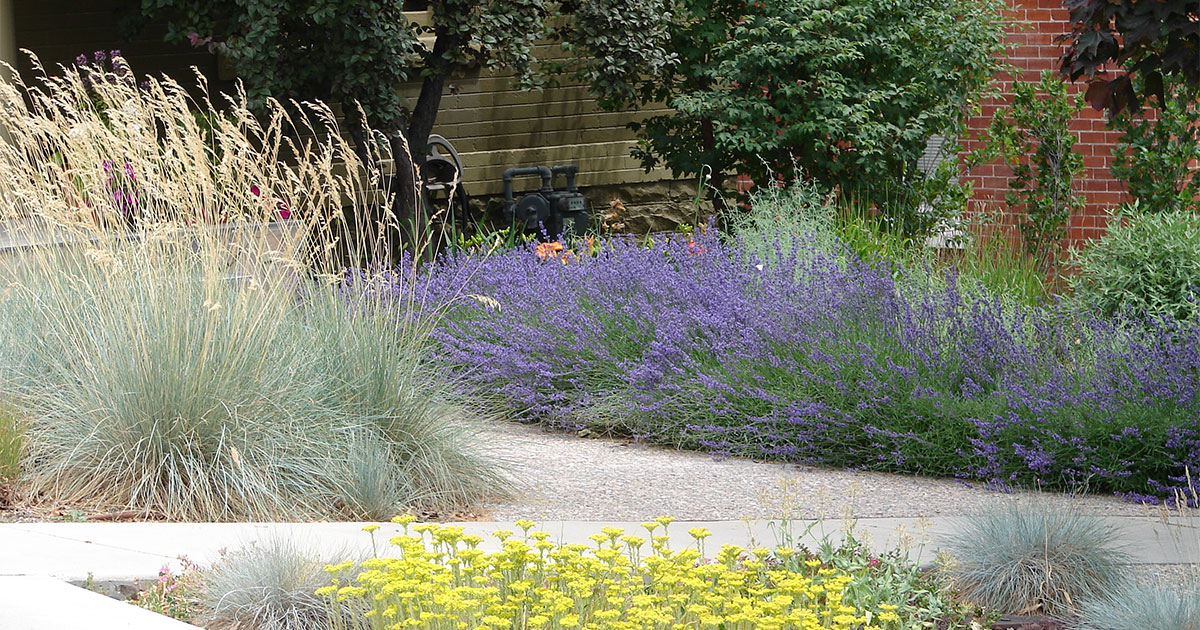 Cost of xeriscaping in Denver, CO, with a paved walkway and xeriscaping plants
