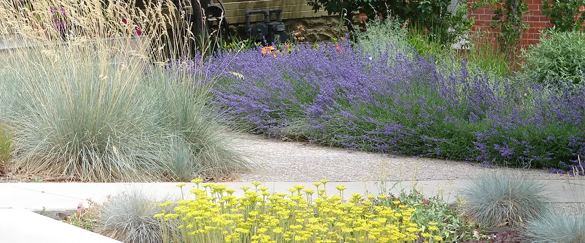 Paver walkway with draught-tolerant plants made by one of the best xeriscaping companies in Denver, CO