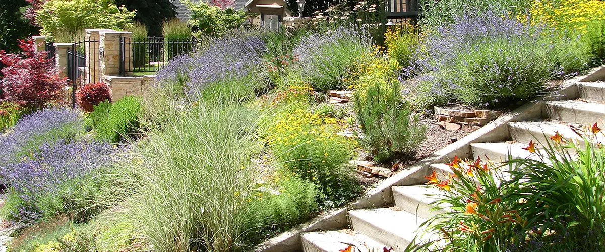 Xeriscaping plants with a set of stone stairs