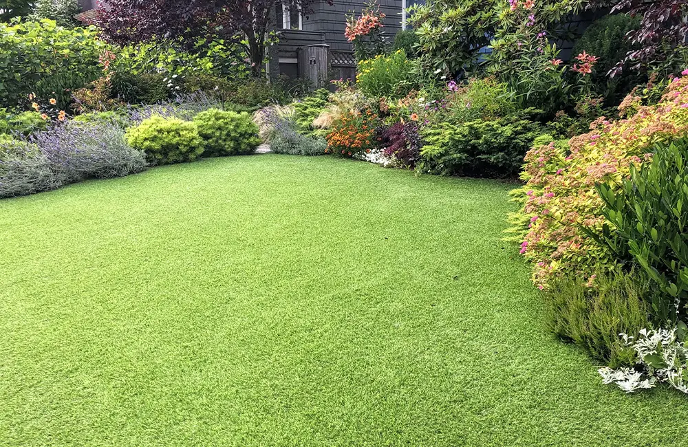 healthy lawn properly drained with drainage solutions