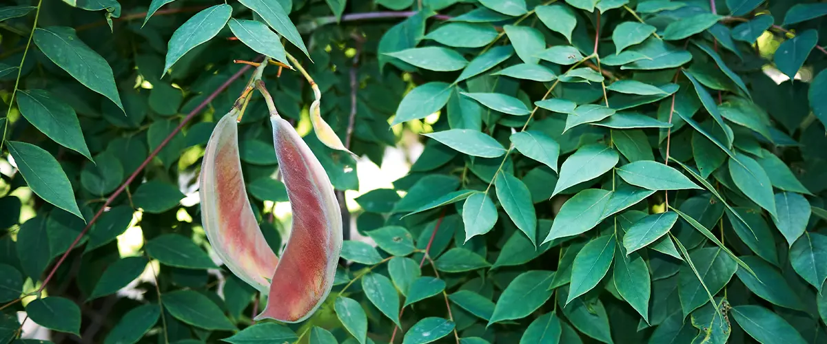 Kentucky Coffee Tree Gymnocladus Dioicus