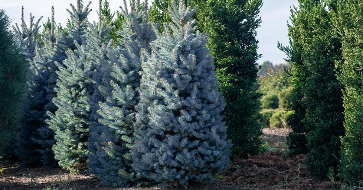 Best 10 Trees To Plant In Colorado - Blue Spruce