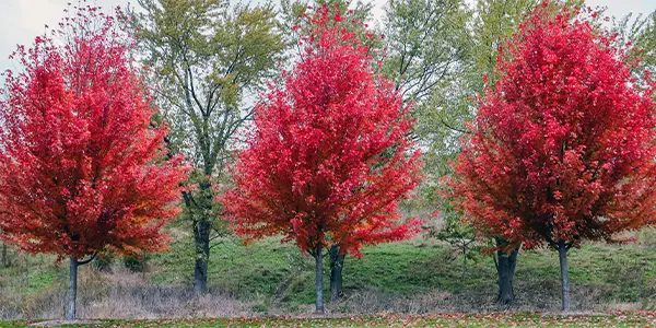 Autumn Blaze Maple trees