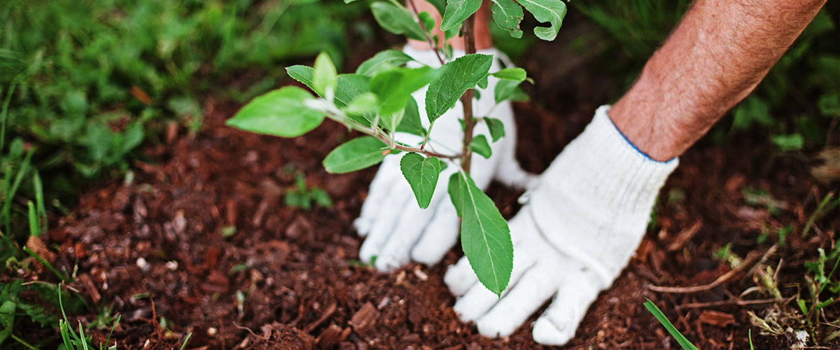hands with gloves planting a tree