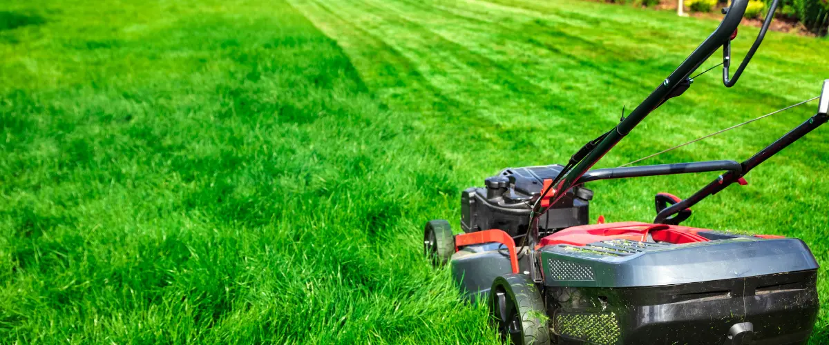 lawn care soft landscaping