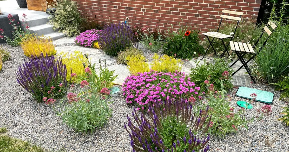 Colorful drought-tolerant front yard garden in Denver, Colorado with salvia, sedum, and gravel mulch