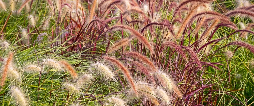 Close-up of ornamental grasses with feathery plumes, ideal for drought-tolerant Colorado landscapes