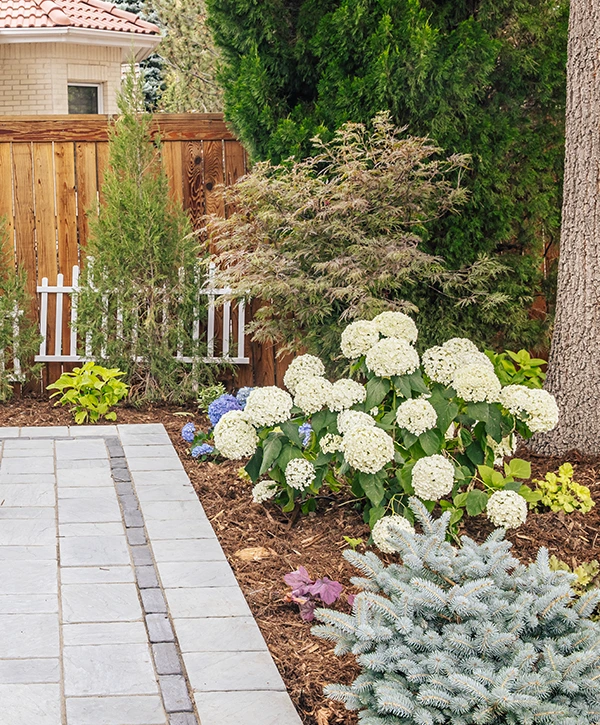Side yard path with hydrangea flower beds, ornamental trees, and wood privacy fencing.