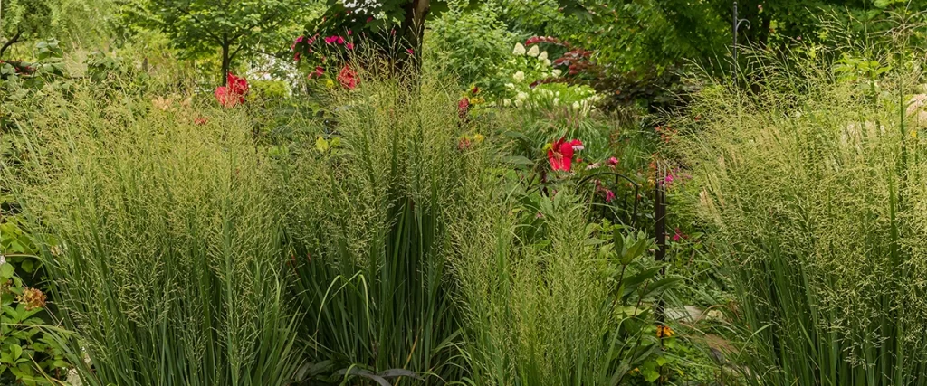 Switchgrass (Panicum virgatum) adds vertical privacy and texture to a Colorado prairie-style garden