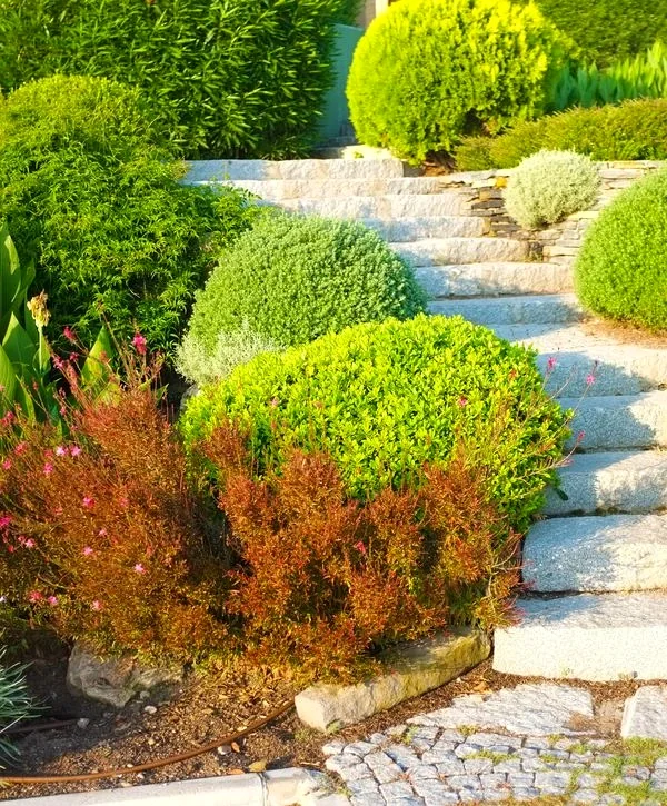 Serene garden steps made of light gray stone, leading up a slope and bordered by meticulously shaped green shrubs and foreground plants with reddish-brown foliage.