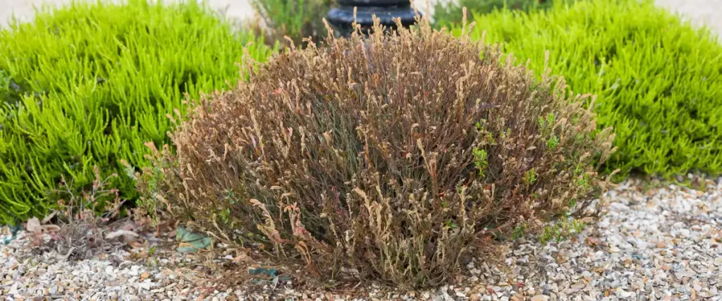 A large dying plant with brittle brown foliage sitting in a garden bed covered with light-colored gravel.