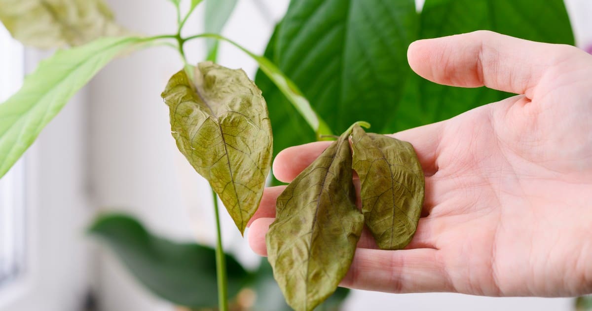 Close-up of a hand holding dry, brown, and wilting leaves of indoor plants dying from disease or neglect.