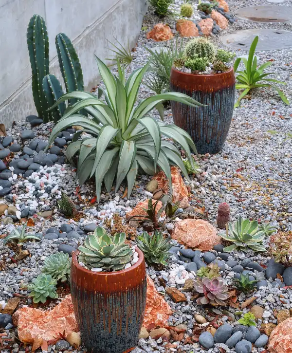 a modern xeriscape garden, a landscaping style designed to require little or no irrigation