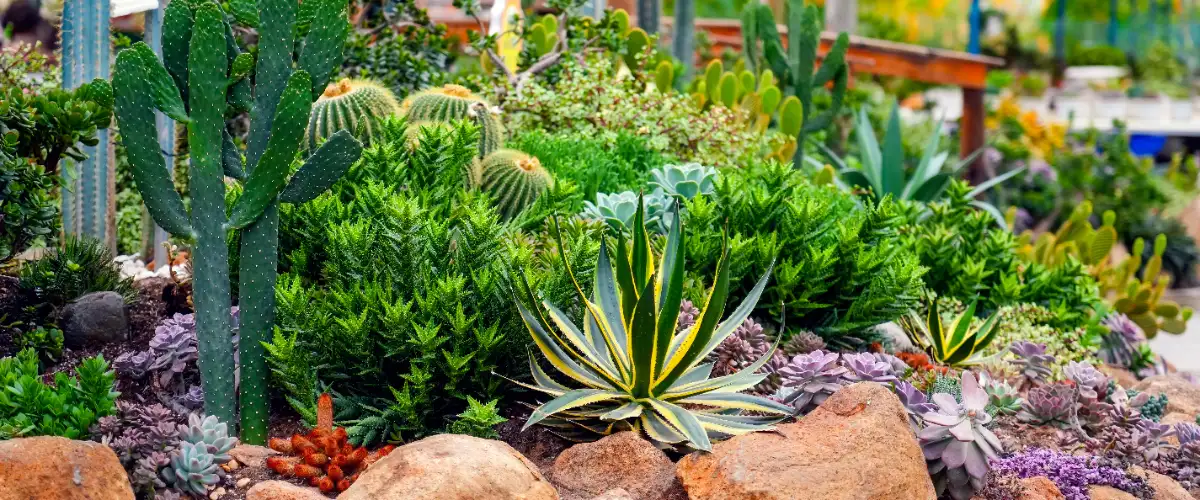 a vibrant succulent and cactus garden featuring a variety of drought-tolerant plants
