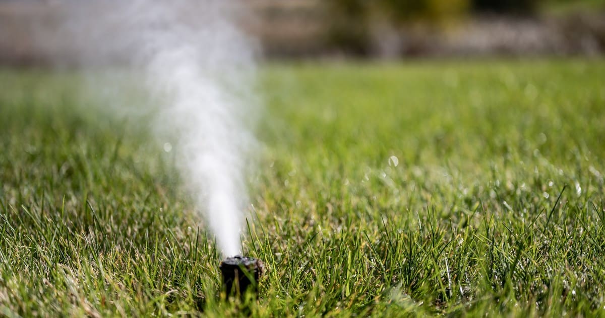 A close-up shot of a pop-up sprinkler head emitting a heavy white mist of air and water during a professional sprinkler blowout service.